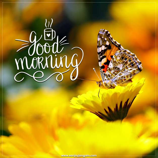 20+ (Elegant) Good Morning Images In HD 4K | Good Morning Pictures -  Wishes143.com